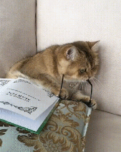 cat reading with specs